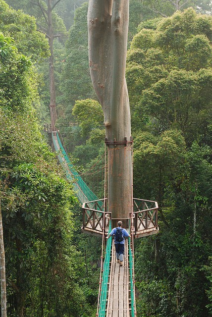 Rainforest Canopy Walkway, Borneo