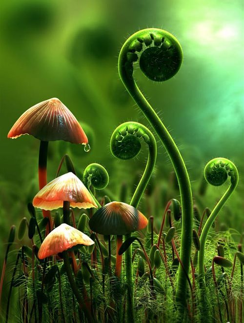 Mushrooms and Ferns, Marin County, California