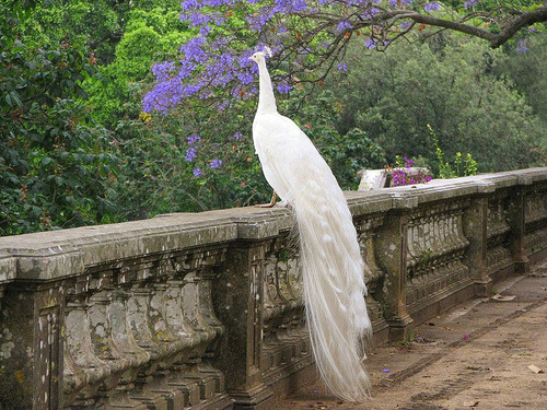 White Peacock, Botanical Garden, Lisbon, Portugal