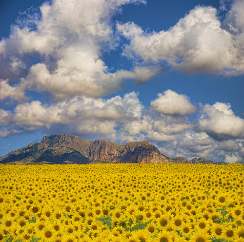 Sunflower Valley, Valencia, Spain