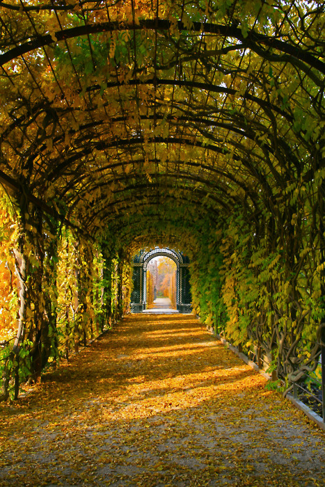 Tree Tunnel, Schonbrunn Gardens, Vienna, Austria