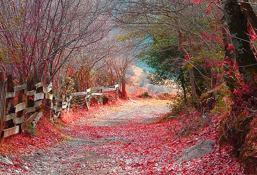 Autumn Road, Cantabria, Spain
