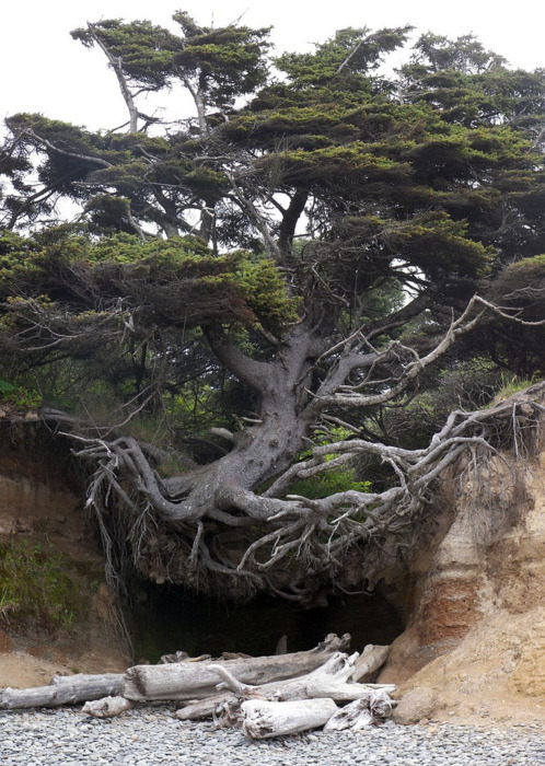 Tree Root Cave, Big Sur, California