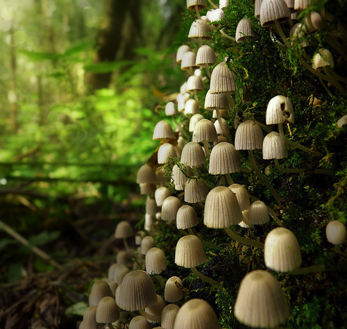 Mushroom Lamps, The Netherlands