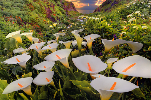 Coastal Lilies, Big Sur, California