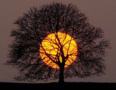 Sunset Tree, Peru
