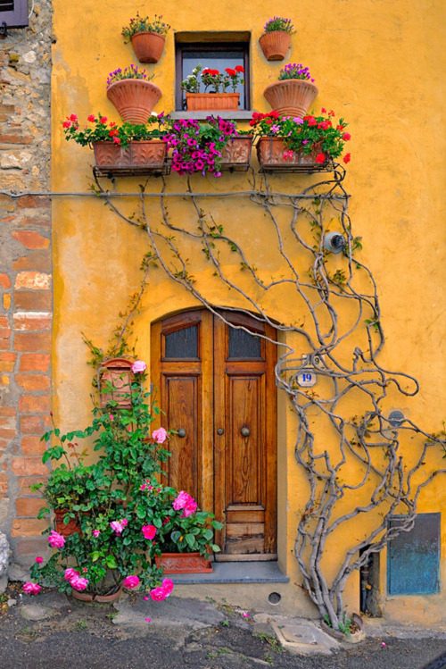 Vine Entryway, Tuscany, Italy