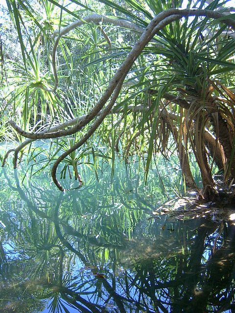 Berry Springs near Darwin, Northern Territory, Australia