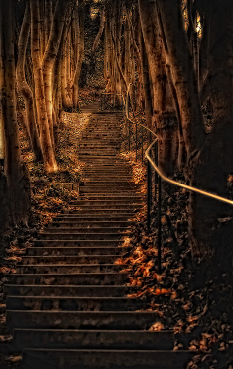 Forest Steps, Wurzburg, Germany