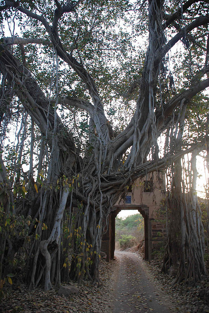 A 500 year old banyan tree integrated with an old fort gate in Ranthambhore National Park, India