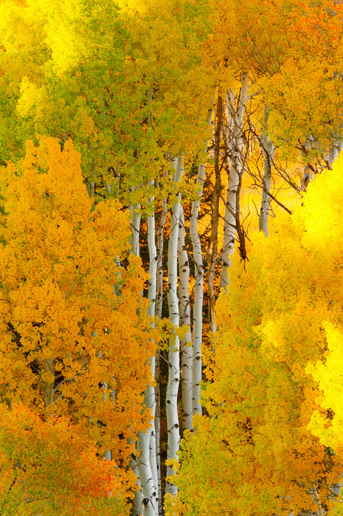 Birch Tree Autumn, Crested Butte, Colorado