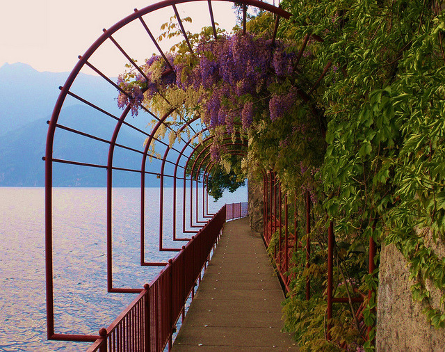 Wisteria passage on the shores of Lago di Como, Italy