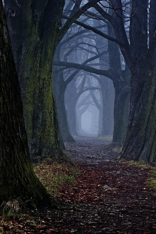 Shrouded Forest, Slovakia