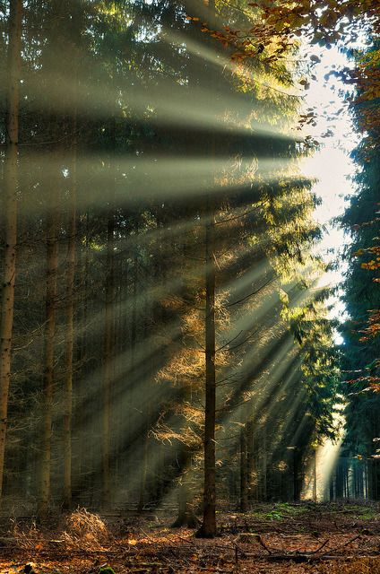 Sunray Forest, The Netherlands