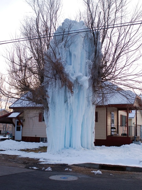 Frozen Tree, Park City, Utah