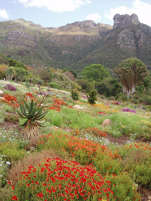 Kirstenbosch National Botanical Garden in Cape Town, South Africa