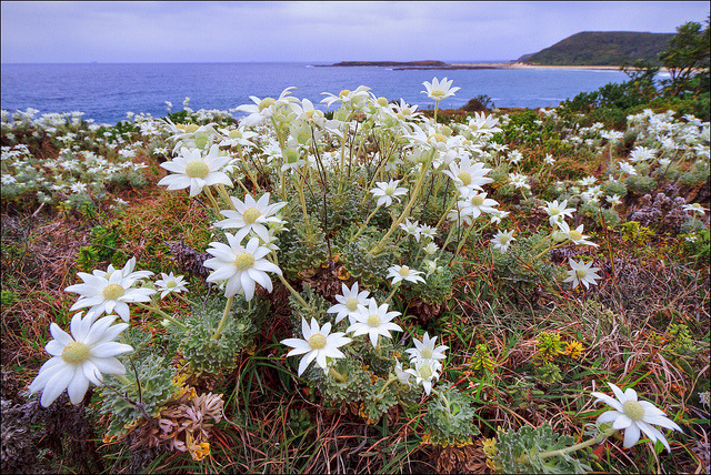 Coastal flannel flowers on Catherine Hill Bay, New South Wales, Australia