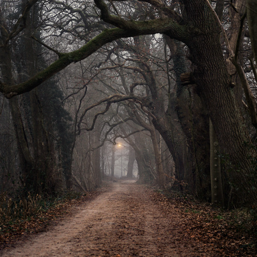 Winter Forest, The Netherlands
