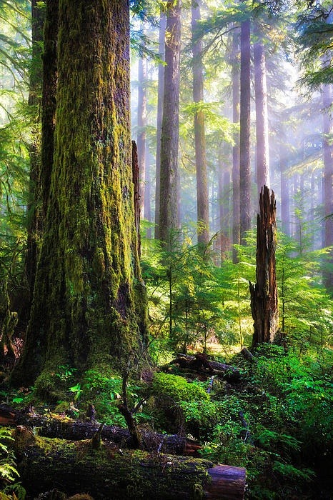 Light in the Forest, Olympic Peninsula, Washington