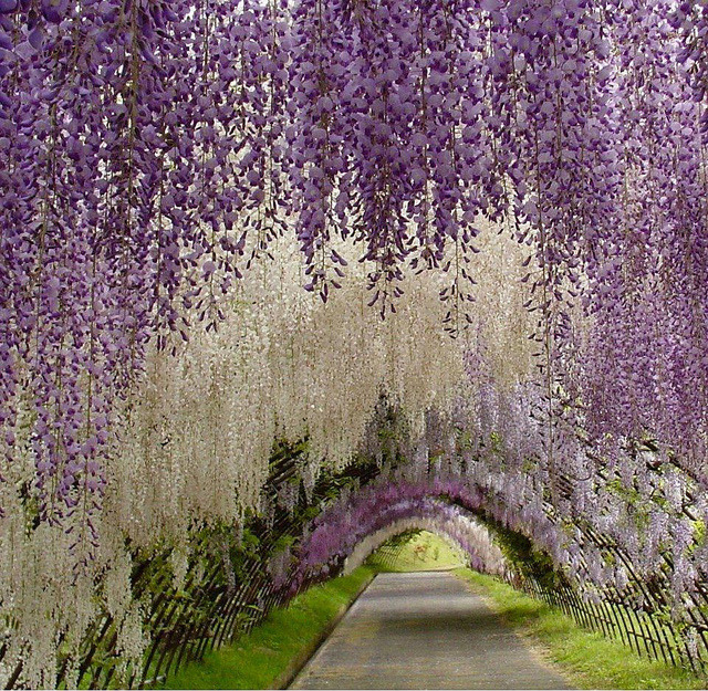 Wisteria Tunnel at the Kawachi Fuji Gardens in Kitakyushu, Japan