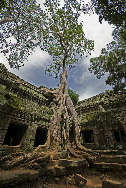 The jungle temple, Ta Prohm, Cambodia