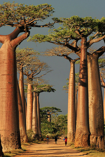 Baobab Alley, Morondava, Madagascar