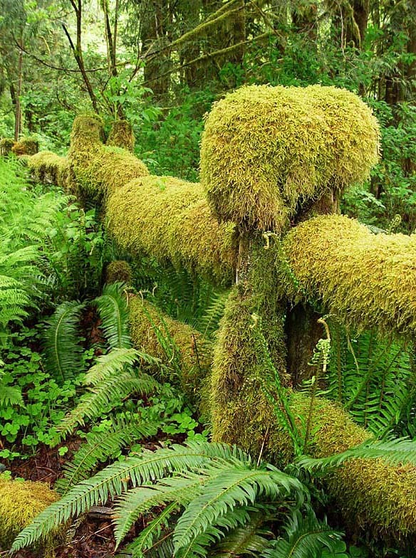 The mossy fence, Olympic National Park, USA