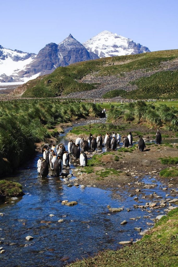 Moulting King Penguins standing in a cold stream at Salisbury Plain, South Georgia Island