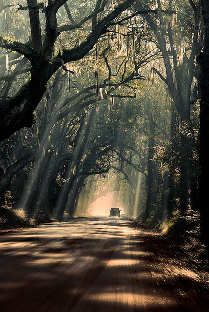 Mystic journey, Botany Bay Road on Edisto Island / South Carolina