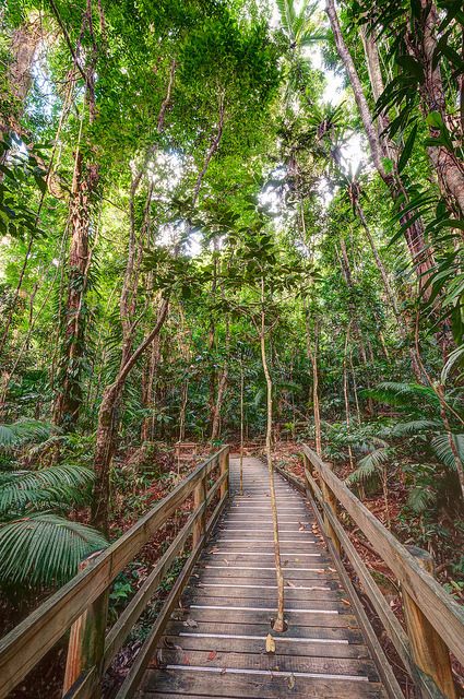 Path through a mangrove swamp in Daintree National Park / Australia